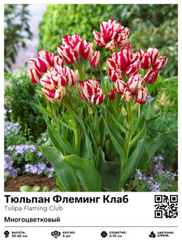 Тюльпан Flaming Club (Многоцветковый) - Голландские луковицы фото 2
