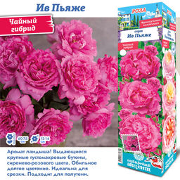 Роза Ив Пьяже (Чайно-гибридная) 1шт