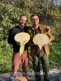 Капуста белокочанная позднеспелая Мегатон - Партнер фото 2