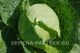 Капуста белокочанная раннеспелая Трансфер - Партнер фото 2