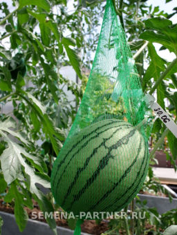 Арбуз Кубок Огня - Партнер фото 4