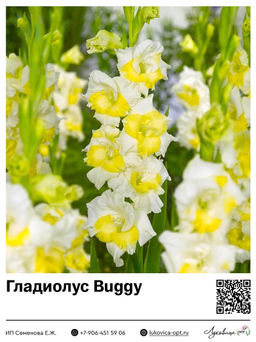 Гладиолус Buggy