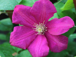 Клематис Ernest Markham (Эрнест Маркхем)