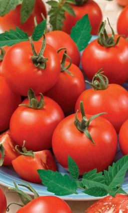 Томат ЧАРОДЕЙ Вкус из детства! Не боится ни жары, ни холода! Плоды не трескаются! Для засолки и консервирования!