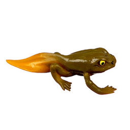 Обучающий набор Этапы развития лягушки 5 фигурок - Simaland фото 6