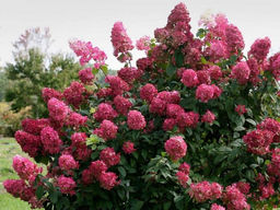 Гортензия метельчатая Wims Red (Вимс Ред) - Долина роз фото 2