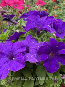 Петуния Кэнди Мелани прямостоячая синяя - Партнер фото 6
