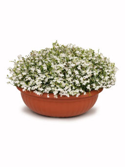 Лобелия ампельная Регатта Уайт - Партнер фото 5