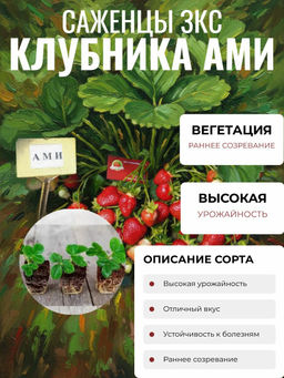Клубника Эми