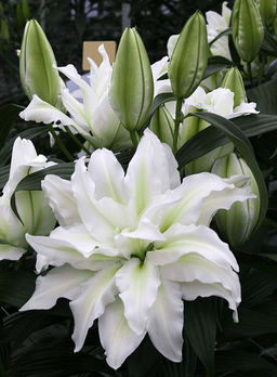 ЛИЛИЯ Роузлили Аиша Разбор 12/14 Кол-во упак., шт 5