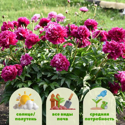 Пион Канзас