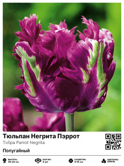 Тюльпан Parrot Negrita (Попугайный) - Голландские луковицы фото 2