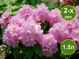 Рододендрон Von Oheimb Woislowitz (Фон Охайм-Войсловиц)