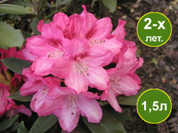 Рододендрон Sneezy (Снизи)