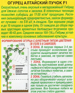 Огурец Алтайский пучок F1 10шт. (Аэлита)