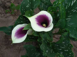 Калла Picasso (Пикассо) - Долина роз фото 3