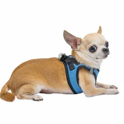 Шлейка Редпл. текстильная "ZooM" "Вайда" 3-х слойная джинс+3d-сетка, р-р XL(обхв.груди 37-43см) светоотр. 035405