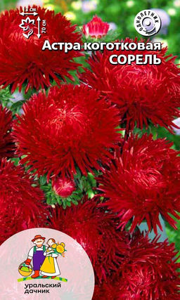 Астра СОРЕЛЬ  Коготковая