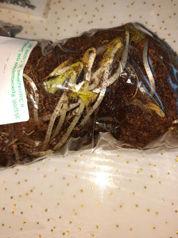 Фиалка мотыльковая белая