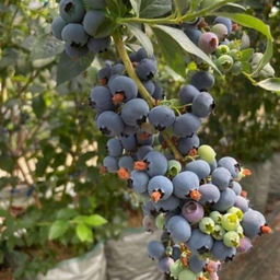 Голубика Чандлер С5 3 года