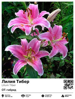 Лилия Tiber (ОТ-гибрид) - Голландские луковицы фото 2