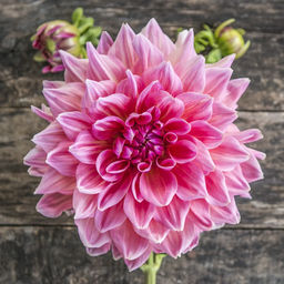 ГЕОРГИНА Пичез Энд Крим Разбор I Кол-во упак., шт 1