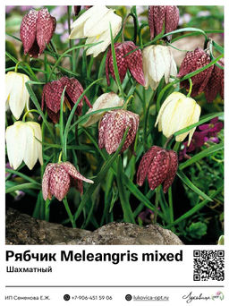 Рябчик Meleangris mixed (Шахматный)