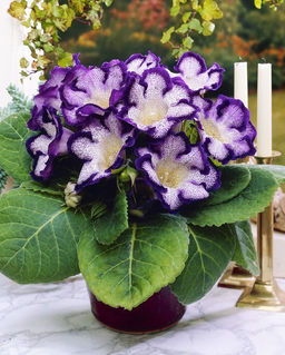 ГЛОКСИНИЯ Тайгер Блю Разбор 5/6 Кол-во упак., шт 2