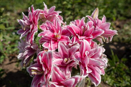 Лилия Roselily Lucia (Розовидный гибрид) - Голландские луковицы фото 2