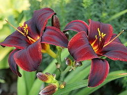 Лилейник Чоколад Кенди