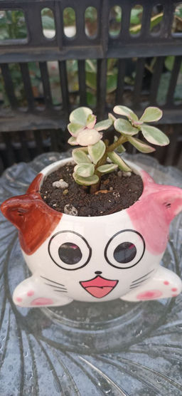 Портулакария афра вариегата в керамическом кашпо Котёнок