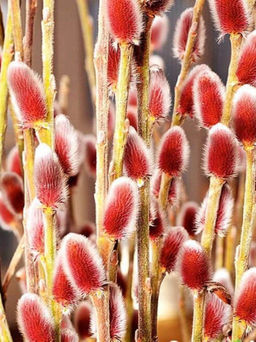 Ива толкостолбиковая Маунт Асо С5