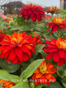 Цинния махровая Барышня-крестьянка Рябиновая Пастила - Партнер фото 6