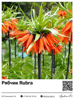 Рябчик Rubra
