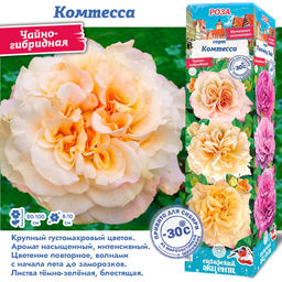 Роза Комтесса (Чайно-гибридная) 1шт