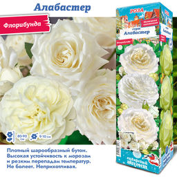 Роза Алабастер (Флорибунда) 1шт