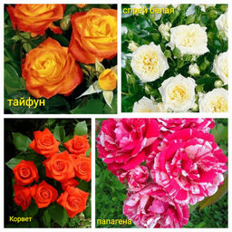 Штамб 4 сорта