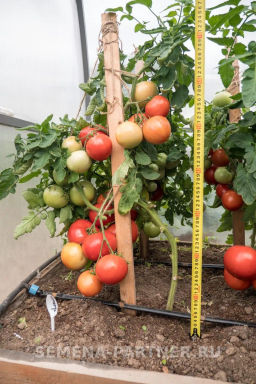 Томат Деревенский - Партнер фото 8