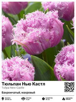 Тюльпан Нью Кастл (Бахромчатый, махровый)