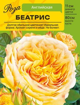Роза Беатрис (Английская) С ЦВ.НАКЛЕЙКОЙ 1шт