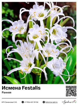 Гименокаллиc Исмена ранняя Festalis (Фесталис)