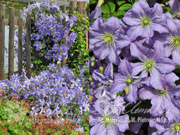 Клематис Prince Charles (Принц Чарльз)