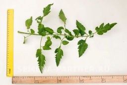 Томат Котя - Партнер фото 8