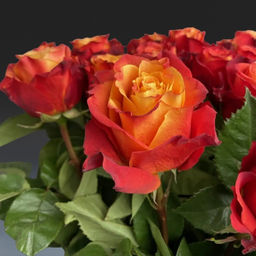 Роза Атомик - Долина роз фото 3