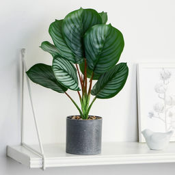 Искусственный цветок в горшке Калатея, 9?30 см