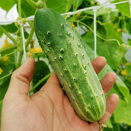 Огурцы Аксельские от Помидома - Дом помидоров фото 7
