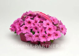 Петуния Изи Вэйв Пинк Пейшен каскадно-ампельная розовая - Партнер фото 3