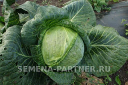 Капуста белокочанная среднепоздняя Мишутка - Партнер фото 3