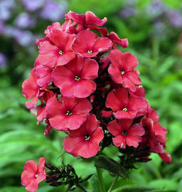 ФЛОКС Ае Амос Разбор I Кол-во упак., шт 2