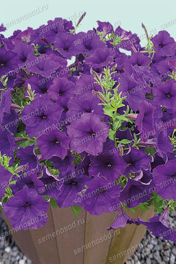 Петуния гибридная Пендолино Блю (Семена Профи) (ЦВ) ("1) 5шт